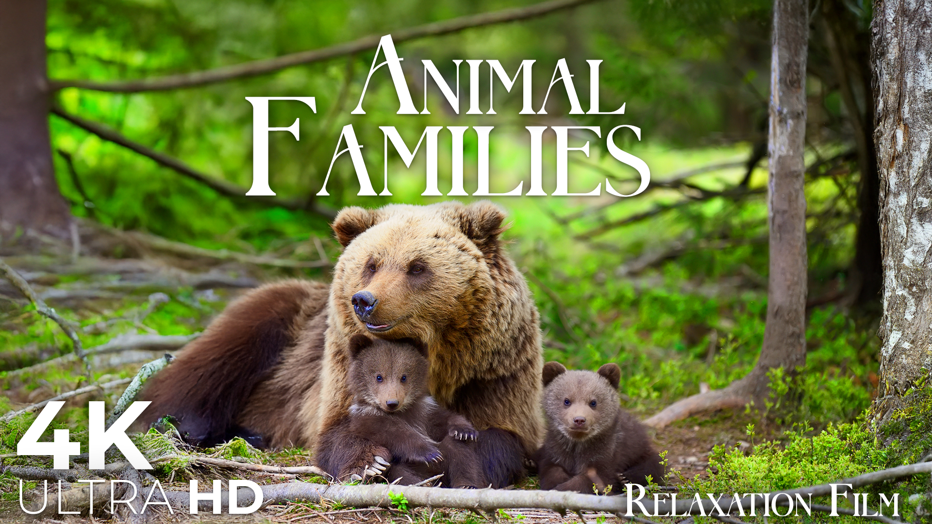 cute-animal-families-4k-relaxation-film-with-peaceful-music