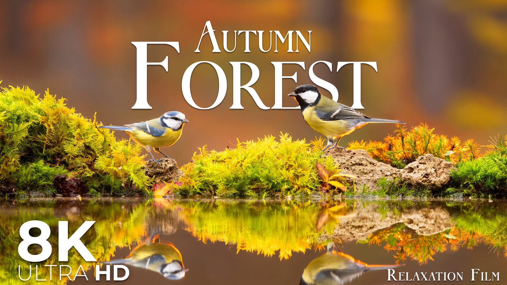 Autumn Forest 8K • Birdsong with Nature Ambience